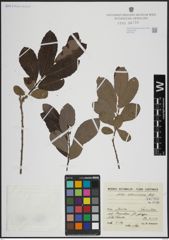 Foto von Salix atrocinerea Brot.
